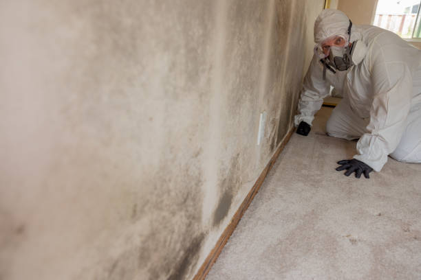 Reliable Edgewood, NM Mold Removal Solutions